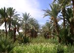 Les palmiers dattiers de Zagora